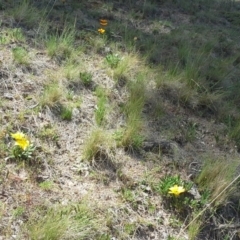 Gazania sp. (A Gazania) at Isaacs, ACT - 3 Nov 2013 by Mike