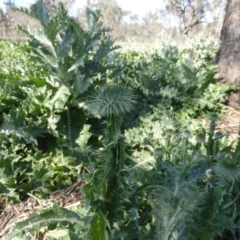 Onopordum acanthium (Scotch Thistle) at Symonston, ACT - 12 Oct 2015 by Mike