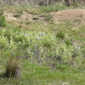 Vinca major at Symonston, ACT - 12 Oct 2015