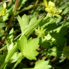 Ranunculus muricatus (Sharp Buttercup) at Callum Brae - 11 Oct 2015 by Mike