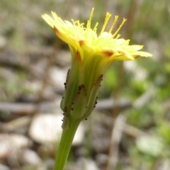 Hypochaeris radicata (Cat's Ear, Flatweed) at Symonston, ACT - 12 Oct 2015 by Mike