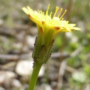 Hypochaeris radicata at Symonston, ACT - 12 Oct 2015