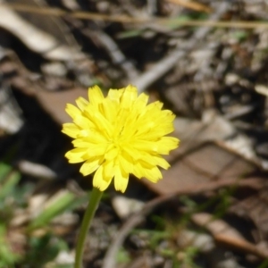 Hypochaeris radicata at Symonston, ACT - 12 Oct 2015