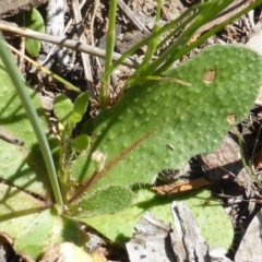 Hypochaeris radicata at Symonston, ACT - 12 Oct 2015 09:44 AM