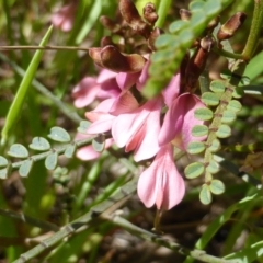 Indigofera adesmiifolia (Tick Indigo) at Symonston, ACT - 12 Oct 2015 by Mike
