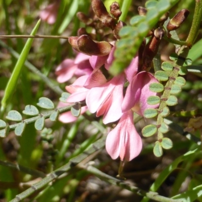 Indigofera adesmiifolia (Tick Indigo) at Symonston, ACT - 11 Oct 2015 by Mike