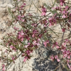 Indigofera adesmiifolia at Symonston, ACT - 12 Oct 2015 09:47 AM