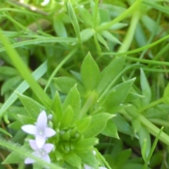 Sherardia arvensis at Symonston, ACT - 12 Oct 2015 09:52 AM