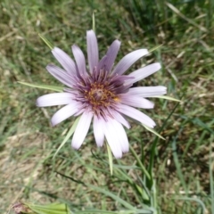 Tragopogon porrifolius subsp. porrifolius (Salsify, Oyster Plant) at Symonston, ACT - 11 Oct 2015 by Mike