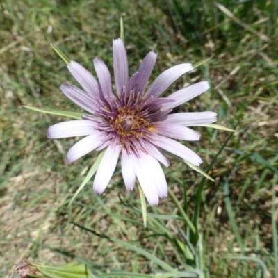 Tragopogon porrifolius subsp. porrifolius (Salsify, Oyster Plant) at Symonston, ACT - 12 Oct 2015 by Mike