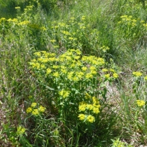 Euphorbia oblongata at Symonston, ACT - 12 Oct 2015