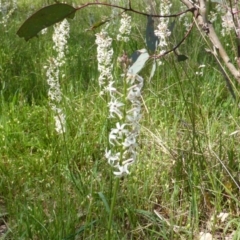 Stackhousia monogyna (Creamy Candles) at Symonston, ACT - 12 Oct 2015 by Mike
