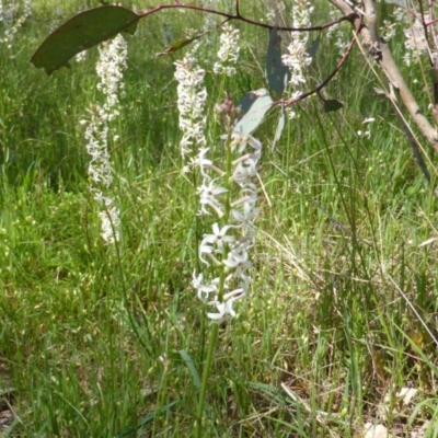 Stackhousia monogyna (Creamy Candles) at Symonston, ACT - 12 Oct 2015 by Mike