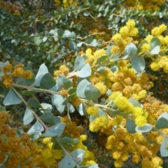 Acacia cultriformis (Knife Leaf Wattle) at Symonston, ACT - 12 Oct 2015 by Mike
