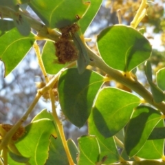 Acacia cultriformis at Symonston, ACT - 12 Oct 2015 10:35 AM