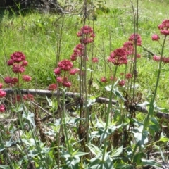 Centranthus ruber (Red Valerian, Kiss-me-quick, Jupiter's Beard) at Callum Brae - 11 Oct 2015 by Mike