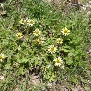 Arctotheca calendula at Symonston, ACT - 12 Oct 2015