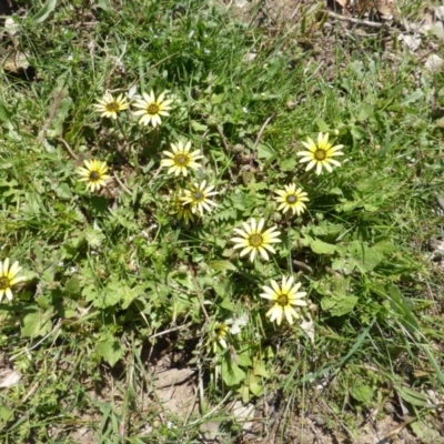Arctotheca calendula (Capeweed, Cape Dandelion) at Symonston, ACT - 12 Oct 2015 by Mike
