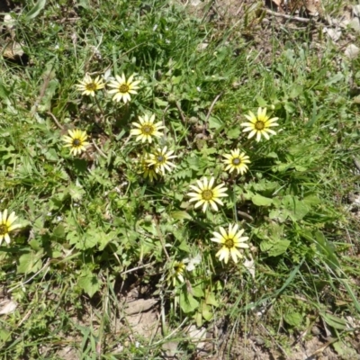 Arctotheca calendula (Capeweed, Cape Dandelion) at Callum Brae - 11 Oct 2015 by Mike