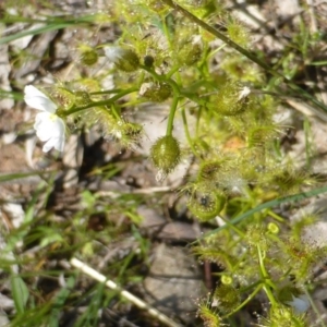 Drosera gunniana at Symonston, ACT - 12 Oct 2015