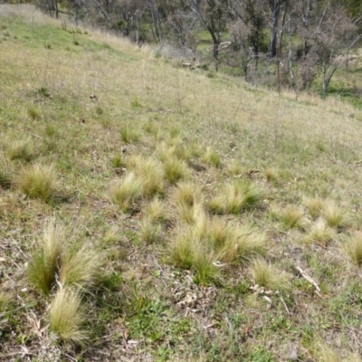 Nassella trichotoma (Serrated Tussock) at Garran, ACT - 12 Oct 2015 by Mike