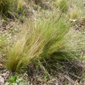 Nassella trichotoma at Garran, ACT - 12 Oct 2015