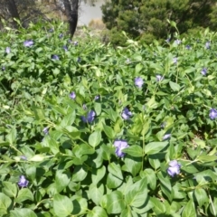 Vinca major (Blue Periwinkle) at Garran, ACT - 12 Oct 2015 by Mike