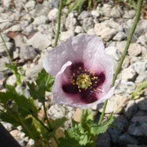 Papaver somniferum at Garran, ACT - 12 Oct 2015