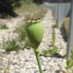 Papaver somniferum at Garran, ACT - 12 Oct 2015 11:07 AM