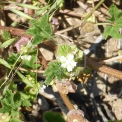 Malva parviflora (Little Mallow) at Garran, ACT - 12 Oct 2015 by Mike