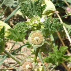 Malva parviflora at Garran, ACT - 12 Oct 2015