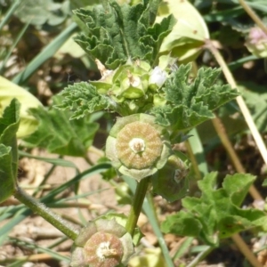 Malva parviflora at Garran, ACT - 12 Oct 2015 11:09 AM