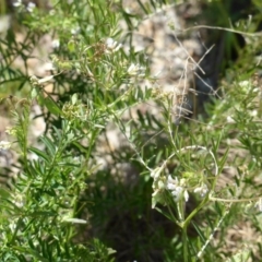 Vicia sp. (A Vetch) at Garran, ACT - 12 Oct 2015 by Mike