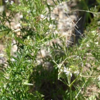 Vicia sp. (A Vetch) at Garran, ACT - 12 Oct 2015 by Mike