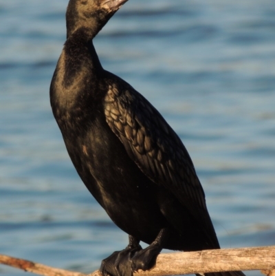 Phalacrocorax sulcirostris (Little Black Cormorant) at Bonython, ACT - 12 Oct 2015 by MichaelBedingfield