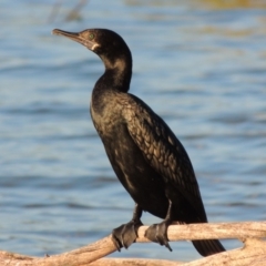 Phalacrocorax sulcirostris at Bonython, ACT - 12 Oct 2015 06:55 PM