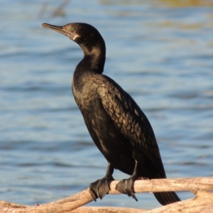 Phalacrocorax sulcirostris at Bonython, ACT - 12 Oct 2015