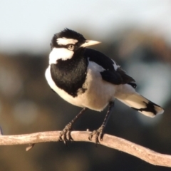 Grallina cyanoleuca (Magpie-lark) at Bonython, ACT - 12 Oct 2015 by michaelb