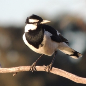 Grallina cyanoleuca at Bonython, ACT - 12 Oct 2015 07:01 PM