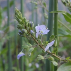 Veronica anagallis-aquatica at Bonython, ACT - 12 Oct 2015