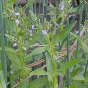 Veronica anagallis-aquatica at Bonython, ACT - 12 Oct 2015