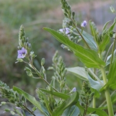 Veronica anagallis-aquatica at Bonython, ACT - 12 Oct 2015