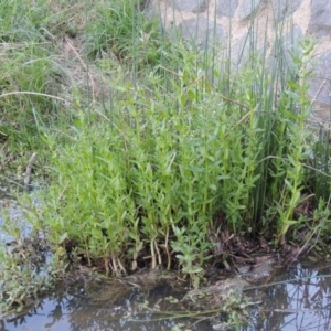 Veronica anagallis-aquatica at Bonython, ACT - 12 Oct 2015