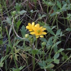 Ranunculus papulentus (Large River Buttercup) at Bonython, ACT - 12 Oct 2015 by michaelb