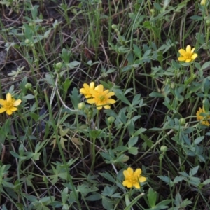 Ranunculus papulentus at Bonython, ACT - 12 Oct 2015 07:18 PM