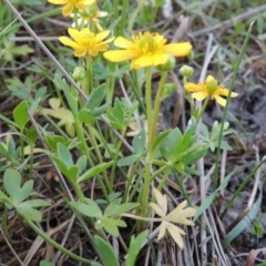 Ranunculus papulentus at Bonython, ACT - 12 Oct 2015 07:18 PM