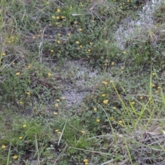 Ranunculus papulentus at Bonython, ACT - 12 Oct 2015 07:18 PM