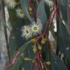 Eucalyptus melliodora (Yellow Box) at Bonython, ACT - 12 Oct 2015 by michaelb