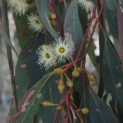 Eucalyptus melliodora (Yellow Box) at Stranger Pond - 12 Oct 2015 by michaelb