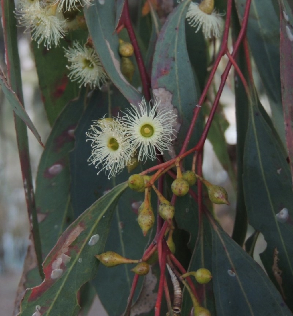 Eucalyptus melliodora at Bonython, ACT - 12 Oct 2015